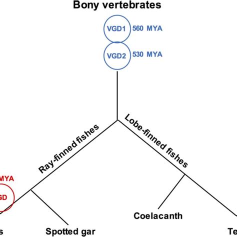 Phylogenetic Relationships Among Vertebrates And Genome Duplication Download Scientific Diagram