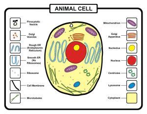 This is world's #1 textbook for beginning biologists and has been hugely valuable to me over the years. Biology Questions to Help You Pass Your Biology GCSE Exams