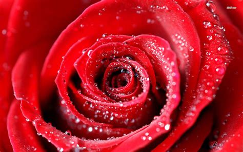 🔥 39 Rose With Water Drops Wallpaper Wallpapersafari