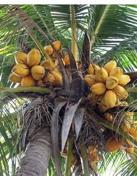 Coconut Palm Trees Coconut Palm Tree Palm Trees Flowering Trees