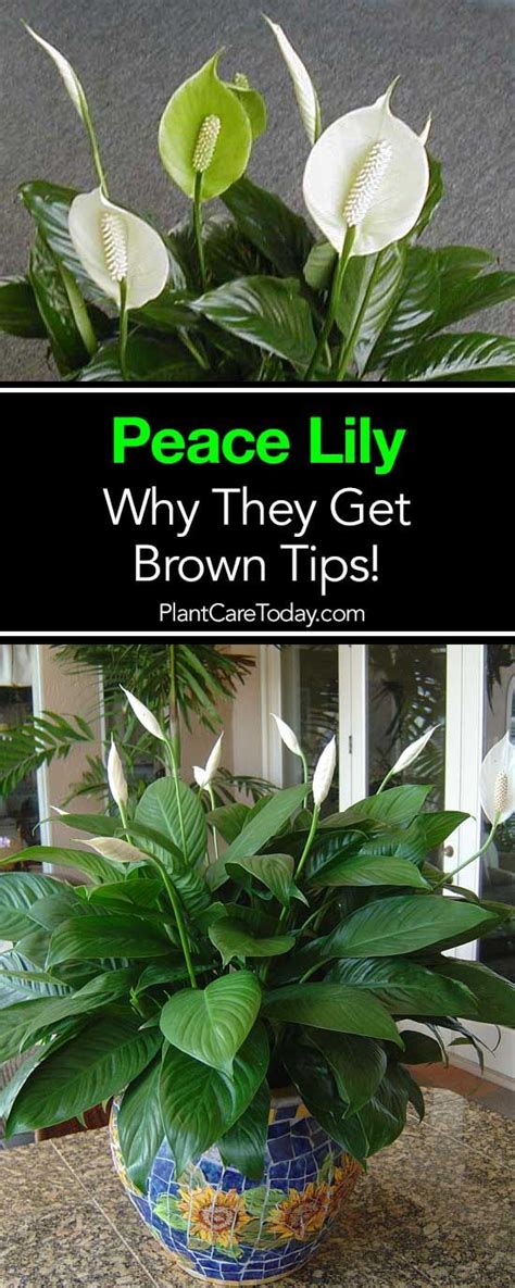Water lilies have many unique adaptations that allow them to thrive in ponds and other wetlands. Why Do Peace Lily Plants Get Brown Leaves and Tips ...