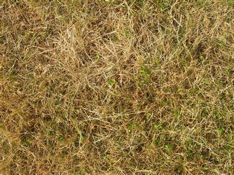 Texture Dead Grass By Kuschelirmel Stock On Deviantart