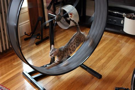 Find deals on cat treadmill exercise wheel in cat supplies on amazon. Oslo runs on her wheel | Yes, I have a cat wheel. And yes, O… | Flickr