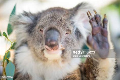 David Koala By Photos And Premium High Res Pictures Getty Images