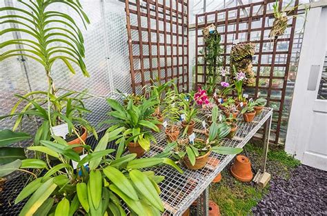 Pin By Cheryl Rolfe On Hints And Ideas Orchid House Outdoor