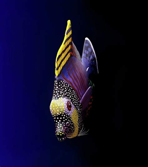 Tropical Fish Photograph By Pieceoflace Photography