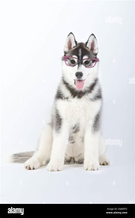 Siberian Husky Purebred Dog Puppy Seated With Glasses In Studio Stock