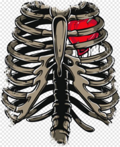 Rib Cage Rib Cage Name Tattoo Idea Check Out Our Rib Cage Selection