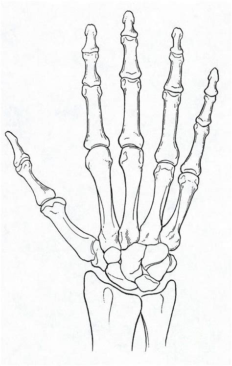 Unlabeled Hand Bones Hand Bone Designs To Draw Sketches