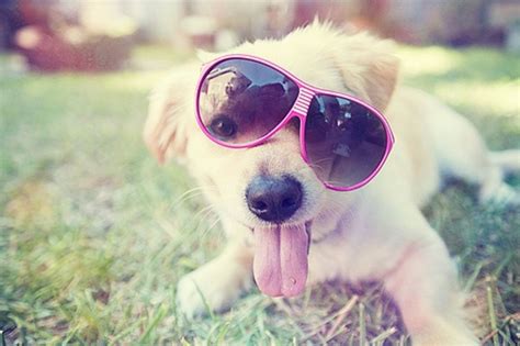 Cute Puppies Wearing Sunglasses Vlrengbr