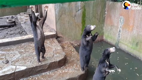 Starving Bears Beg Tourists For Food At Worst Zoo Ever The Dodo Youtube