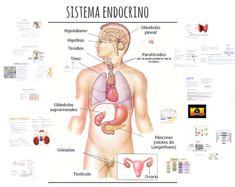 Esquema Del Sistema Endocrino fotos And Guía Free Download Nude Photo Gallery