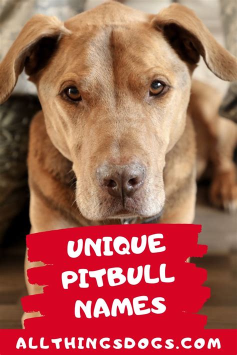 Male Pitbull Names Dog Names Male Pitbull Dog Breed Rare Dog Names