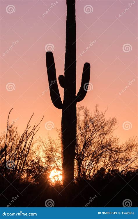 Saguaro Silhouetted At Sunset Stock Image Image Of Plant Cactus