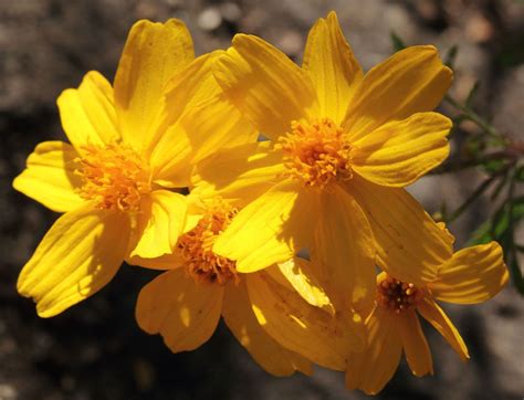 Mountain Marigold 1 1 Lt Coir Pot Sabrina Hahn Hort With Heart