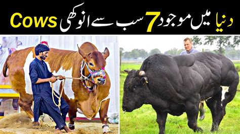 7 Most Unique Cows Breeds In The World Amazing Cattle Raaz Jano