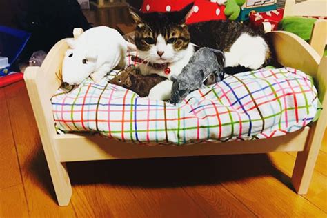 Cat Owners In Japan Turn Ikea Doll Beds Into Adorable Cat Beds