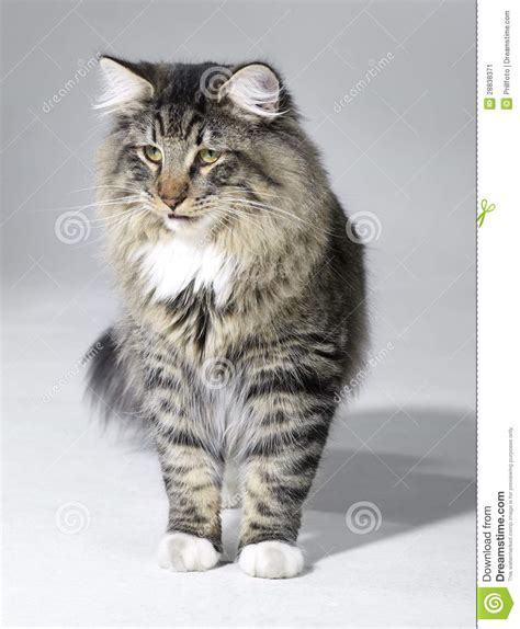 Tabby Norwegian Forest Cat Stock Image Image Of Norwegian