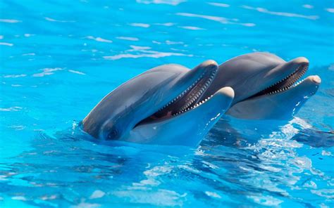 Cute Dolphins Wallpapers Top Free Cute Dolphins Backgrounds