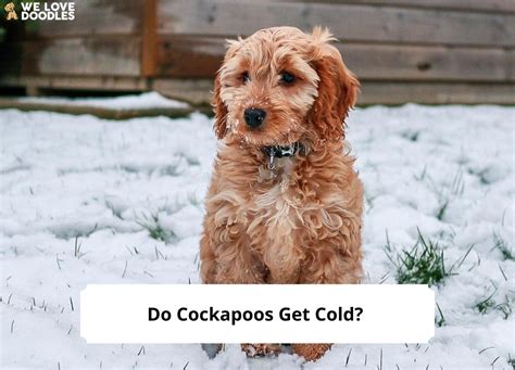 Do Cockapoos Get Cold We Love Doodles