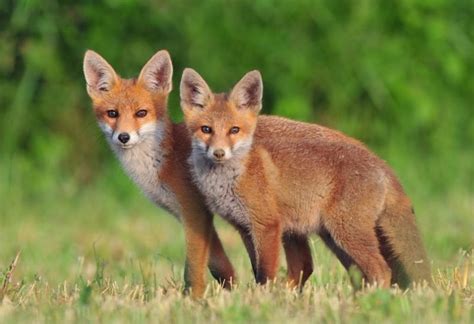Fox Mating Habits And Behavior Information And Facts Exotella