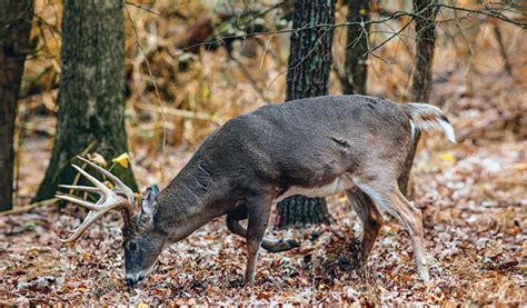How To Make Mock Scrapes North American Whitetail