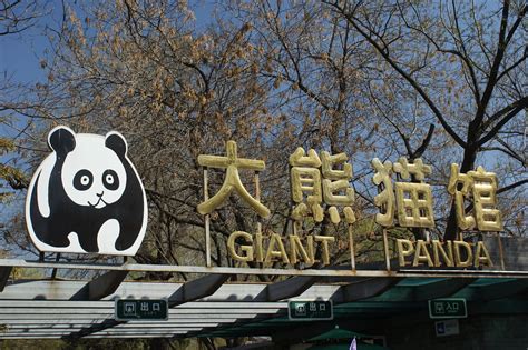 Visiting The Pandas At Beijing Zoo China Craigholme Scho Flickr