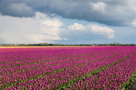 Dark Clouds Over A Tulip Field With Purple Flowers In Holland Stock