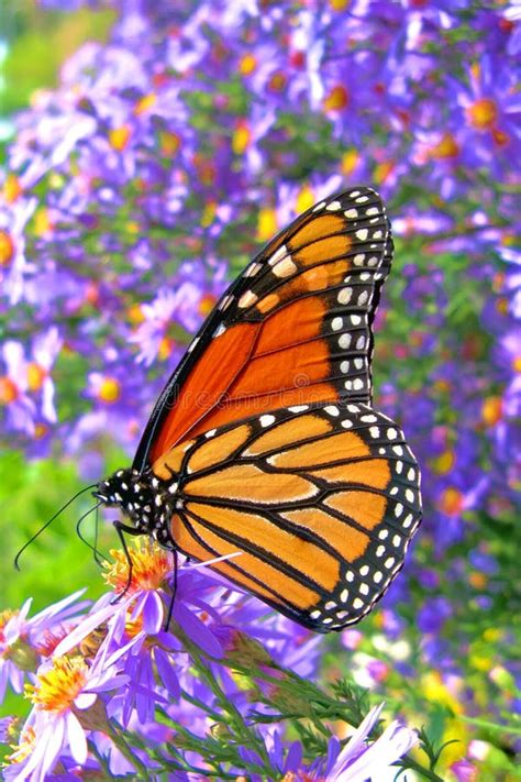 Monarch Butterfly Feeding On Purple Flowers Pollen Stock Photo Image