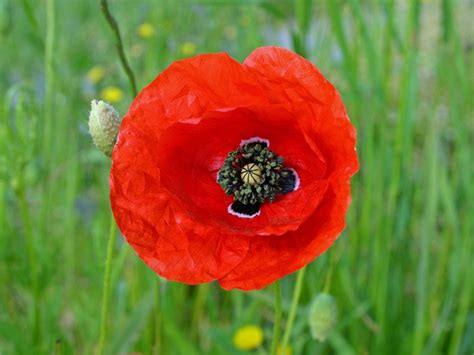 Maybe you would like to learn more about one of these? Gelbe Blumen Im Mai - My Flowers
