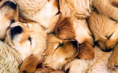See more ideas about puppies, cute dogs, cute animals. The Daily Cute: Puppy Pile! | Sleeping puppies, Puppies, Golden puppies