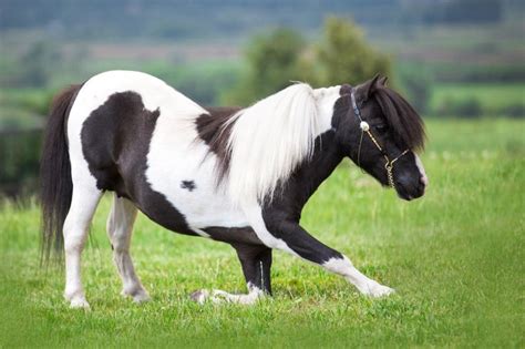 images  ponies  pinterest shetland ponies welsh  ponies