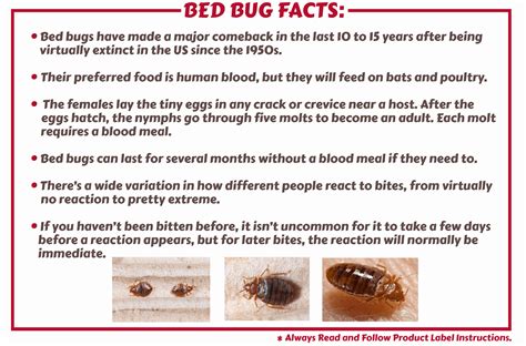 Bed Bugs Control Strategies And Products Maggies Farm Ltd