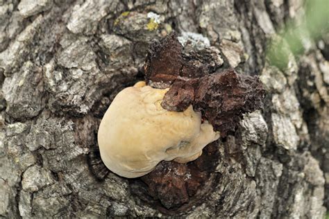 White Fungi Growing On Tree Free Stock Photo Public Domain Pictures