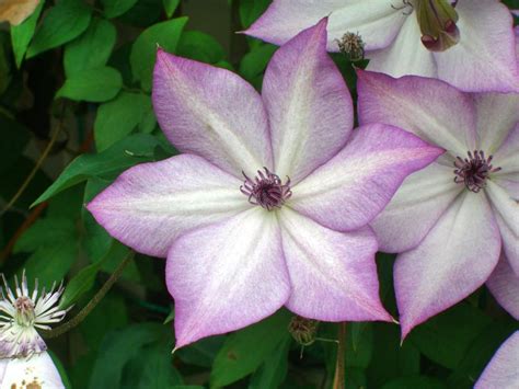 Für diese sorte ist ein winterschutz auf jeden. Clematis 'Utopia' - Clematis florida 'Utopia' - Baumschule ...