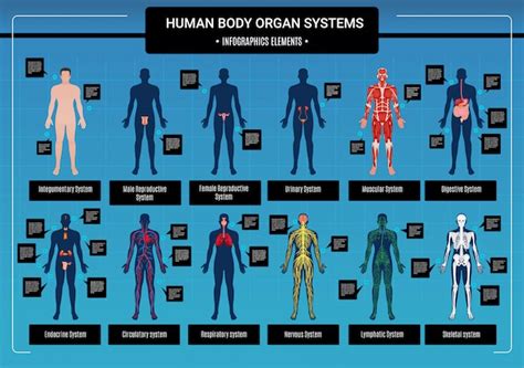 Human Body Infographics Free Vector