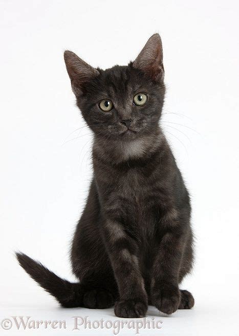 60 black cat names that are perfect for halloween felines. black smoke cats rare | Smoke black kitten sitting | Black ...