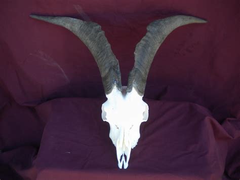 Male Domestic Goat Skull By Minotaur Queen On Deviantart