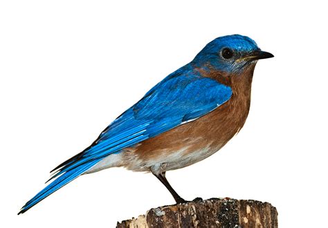 Bird Bluebird Png · Free Photo On Pixabay