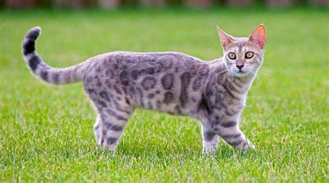 Bengal Cat Information And Cat Breed Facts Pets Feed
