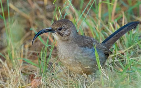 Check spelling or type a new query. California Thrasher | Audubon Field Guide