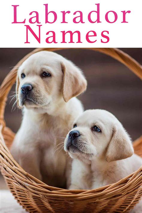 Labrador Names Over 300 Yellow Black And Chocolate Lab Names