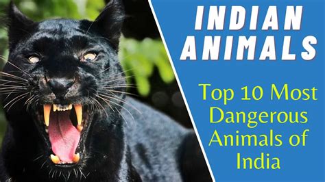 10 Most Dangerous Animals In India Deadliest Indian Animals