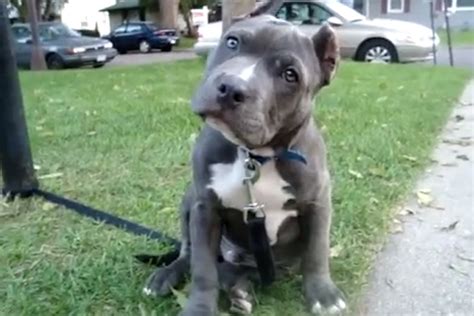 The Cutest Blue Nose Pitbull Puppies Videos
