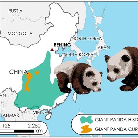 Giant Pandas Habitat And Range