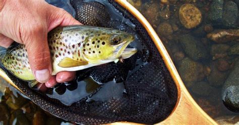 Fly Fishing Report On The Hams Fork River In Wyoming The Perfect Fly