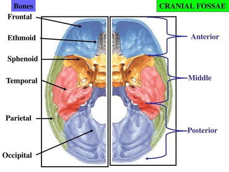 Middle Cranial Fossa