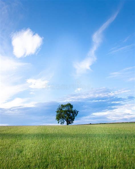 Lone Tree Green Field Blue Sky Stock Photo Image Of Scenery Blue