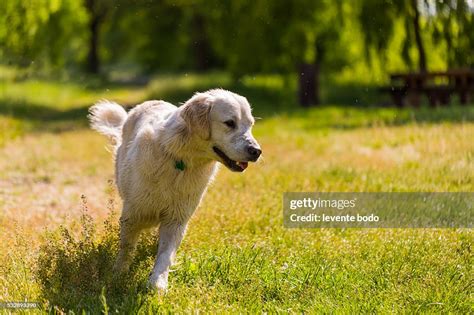 Happy Golden Retriever Puppy Outdoors High Res Stock Photo Getty Images