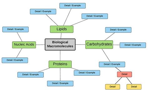 Create A Concept Map Of Biomolecules Concept Map Biology Activity